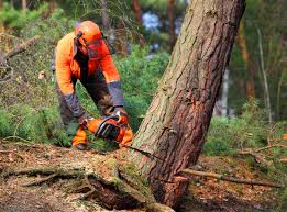 How Our Tree Care Process Works  in Long Branch, VA